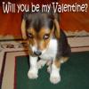 Will you be my Valentine?