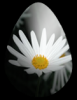 Flower egg