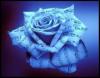 BLUE ROSE WITH MUSIC