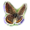 moth / butterfly