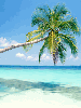 palm tree and beach