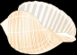 Seashell
