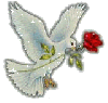 white dove with red rose