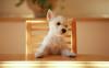 Cute dog sitting on table