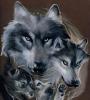 faces of wolves