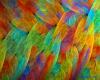 Feathers of the Rainbow Bird