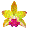 orquidea oro verde