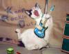 cat playing guitar