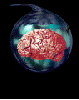 brain in jar