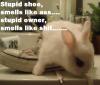 Bunny and the Shoe