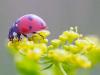 ladybug on windflower