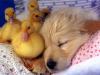 Ducklings and Puppy