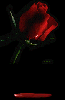 bloody rose