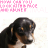 animal abuse