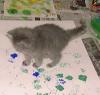 Painting kitten
