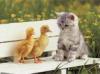 ducks and cats sitting on a bench