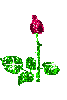 rose blooming