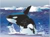 orca whale avove artic ice