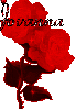 thrasha`s red rose