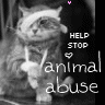 Cat - Animal Abuse
