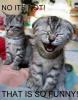 LAUGHING CAT