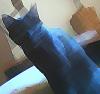 black cat..faceless^^