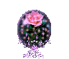 globe rose