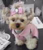too cute puppy dog with a pink ribbon