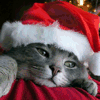 christmas cat