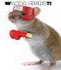 Mouse boxer.