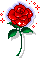 tiny-rose
