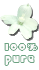 100% pure white flower