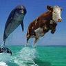 Dolphin and Cow