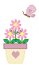 Pink Potted Daisies