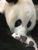 mommy panda with her little baby