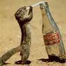 Squirrel Drinking Coke-Cola