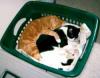 Cuddling cats in a basket