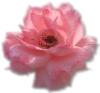 cute kawaii rose flower