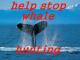 stop whale hunting