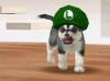 Nintendogs Husky with Luigi Cap
