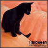 Halloween cat 