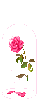 cute rose