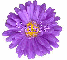 Susie in purple flower