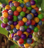 Colorful Grapes