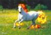rapidash the real horse