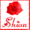 Rose with the name Shian