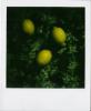 Lime Polaroid