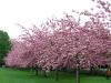 sakura blossom trees