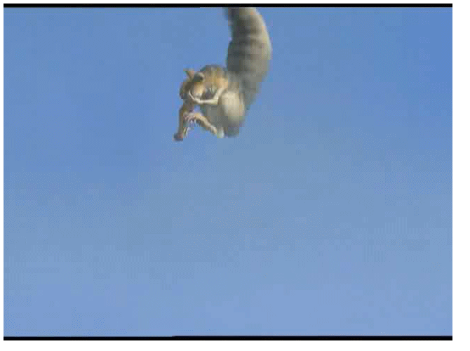 Scrat gone nuts (in Animated GIFs)
